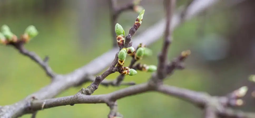 Spring buds on a branch